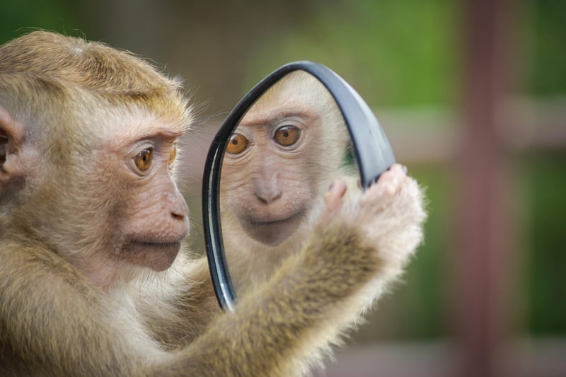 Self-Reflection